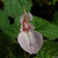 Impatiens truncata Thwaites